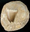 Very Wide Mosasaur (Prognathodon) Tooth In Matrix #14274-1